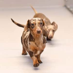 ALTRO Cantata Puppies